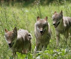 Castilla y León cuenta con 1.600 lobos y 179 manadas, un 20 % más que en 2001
